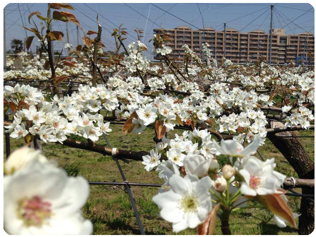 梨の開花の画像